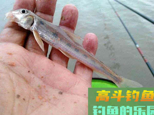 船丁子的钓法介绍，此鱼身长嘴巴小行动迅速