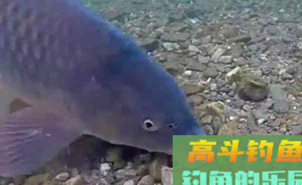 秋季手竿钓鲤鱼,调漂就要钓区间,中鱼率高 秋季手竿钓鲤鱼,调漂就要钓区间,中鱼率高