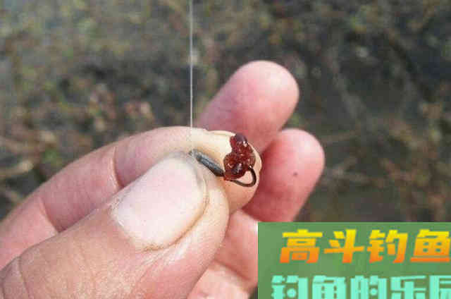 冷天垂钓大板鲫时，可供钓友选用的2种特色钓法