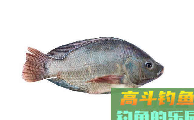 成都一水库发现罗非鱼,有人钓了十几斤,网友:冬天还吃钩? 成都一水库发现罗非鱼,有人钓了十几斤,网友:冬天还吃钩?