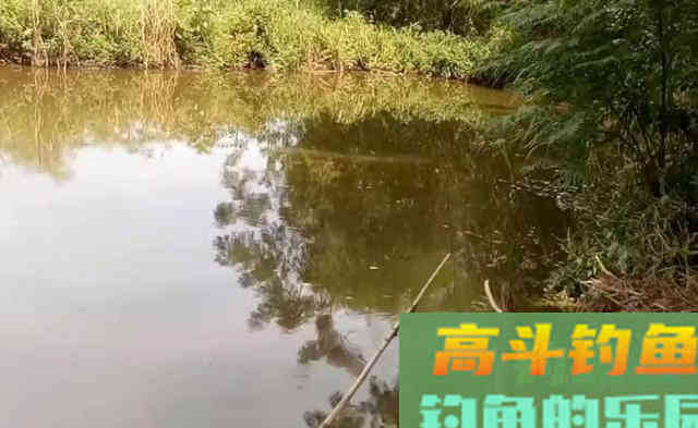 钓位选得好，罗非跑不了