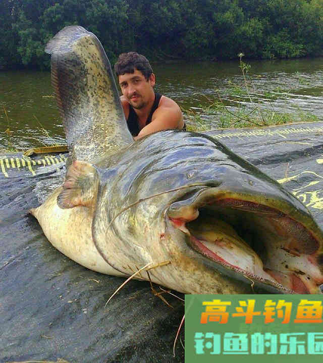秋季野钓胡子鲶,吃口特别馋,位置选好只用蚯蚓 秋季野钓胡子鲶,吃口特别馋,位置选好只用蚯蚓