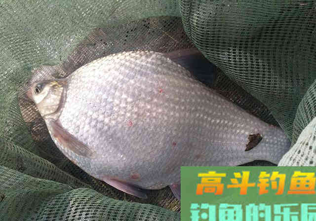 掌握1套用饵策略,3套垂钓心得,才能钓好鳊鱼 掌握1套用饵策略,3套垂钓心得,才能钓好鳊鱼