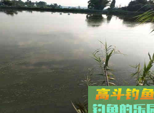 野生草鱼为什么夏季好钓,深秋却难钓?做好这3点即可 野生草鱼为什么夏季好钓,深秋却难钓?做好这3点即可