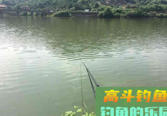 学钓鲢鳙从这篇文章开始