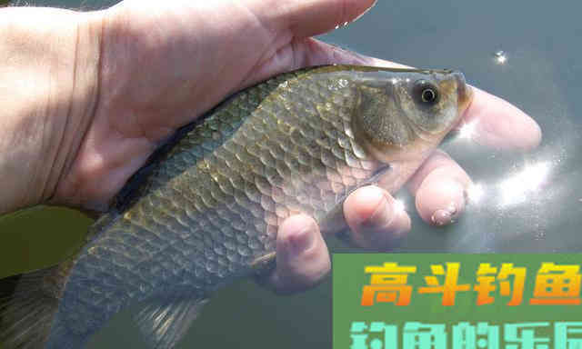 钓友问：初春温度升高，不打窝钓鲫鱼可以吗