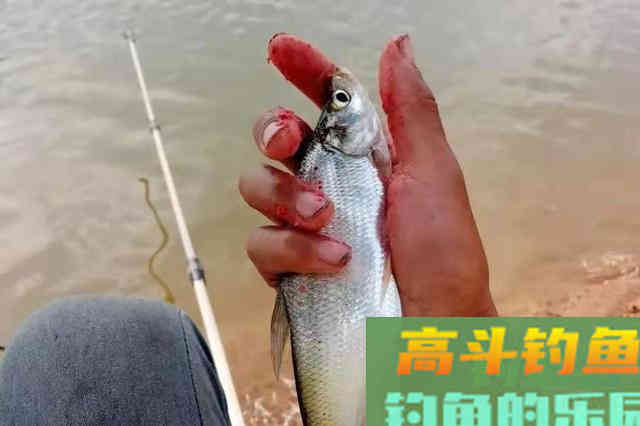 气温不高,翘嘴就不好钓?高手才不会告诉你这些核心秘诀 气温不高,翘嘴就不好钓?高手才不会告诉你这些核心秘诀