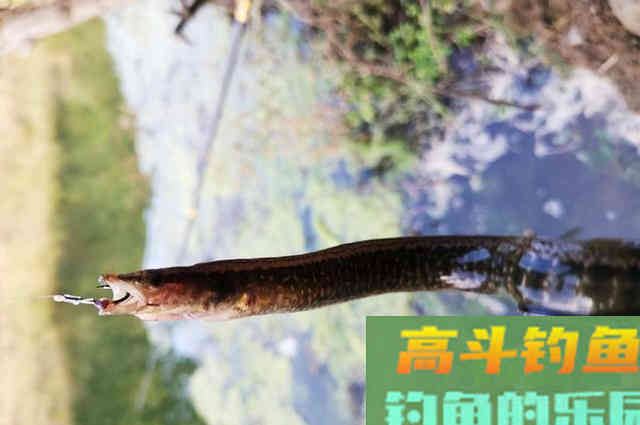 “蟒蛇鱼”肉质好卖价高,但十分不招钓友待见 “蟒蛇鱼”肉质好卖价高,但十分不招钓友待见