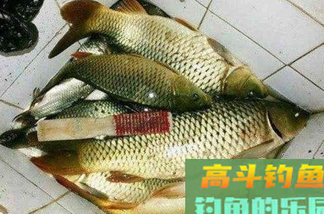 立秋前，唯独这鲤鱼钓法才够狠