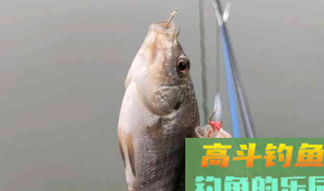 成都一水库发现罗非鱼,有人钓了十几斤,网友:冬天还吃钩? 成都一水库发现罗非鱼,有人钓了十几斤,网友:冬天还吃钩?