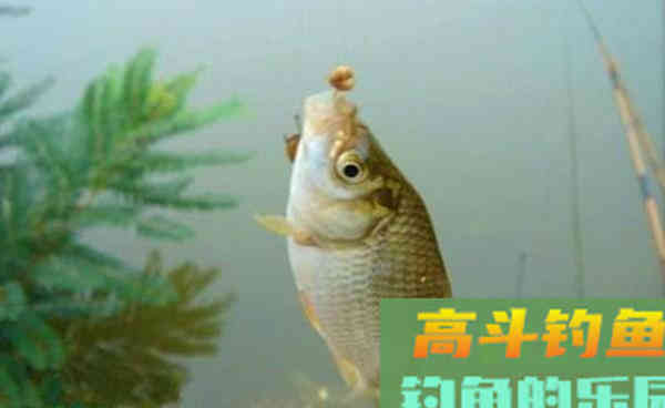 秋钓大鲫鱼,这款窝料鱼儿扎堆,使用效果好 秋钓大鲫鱼,这款窝料鱼儿扎堆,使用效果好