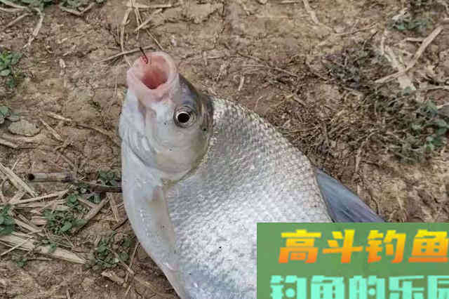 这钓法用上后,鳊鱼再大也难逃一劫 这钓法用上后,鳊鱼再大也难逃一劫