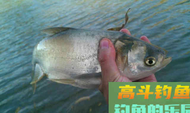 夜钓鲢鳙,试试这三招,渔获比白天很多 夜钓鲢鳙,试试这三招,渔获比白天很多