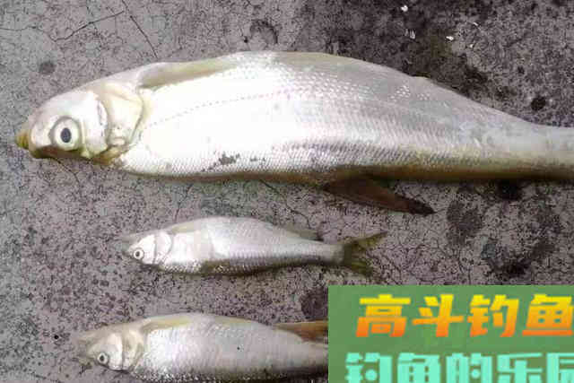 气温不高,翘嘴就不好钓?高手才不会告诉你这些核心秘诀 气温不高,翘嘴就不好钓?高手才不会告诉你这些核心秘诀