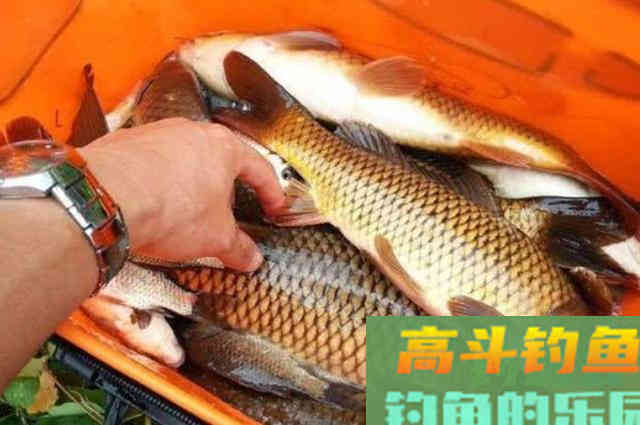 自从用了这鲤鱼钓法,一支竿都忙不过来