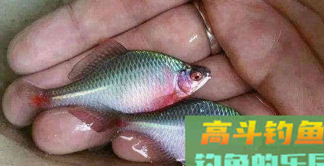 曾经无人问津的鳑鲏鱼，为何摇身一变成精灵