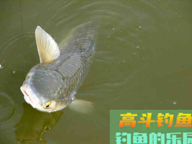 此鱼和挨饿的草鱼似有几分相像,生活在咸淡水交界处 此鱼和挨饿的草鱼似有几分相像,生活在咸淡水交界处