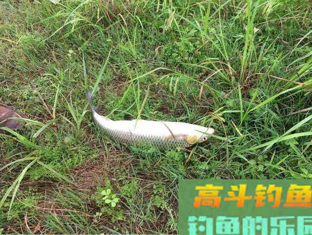 赤眼鳟的钓法与技巧，此鱼眼睛上长有红斑，酷似草鱼