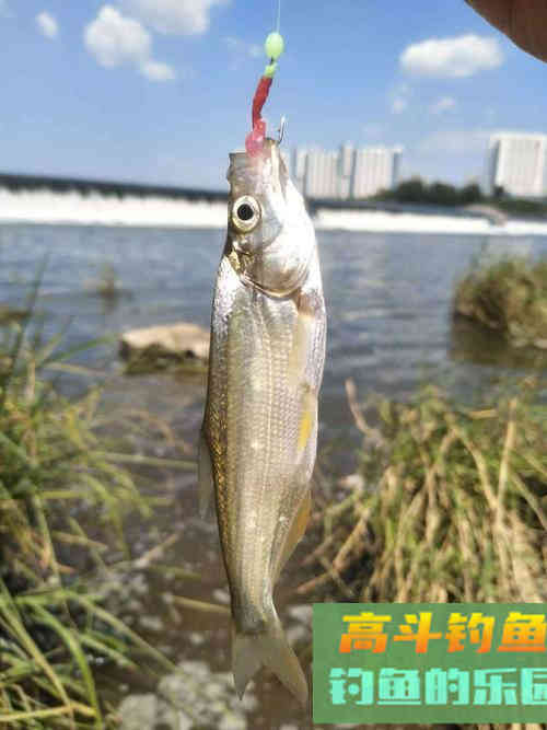 初夏钓翘嘴全攻略,饵料、钓位、装备以及技巧 初夏钓翘嘴全攻略,饵料、钓位、装备以及技巧