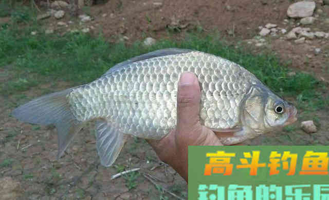 鲤鱼的口味怎么像女朋友的心情,说变就变 鲤鱼的口味怎么像女朋友的心情,说变就变