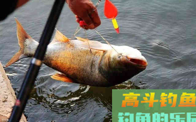 初冬这么搞，十一月份也能连杆上鲢鱼