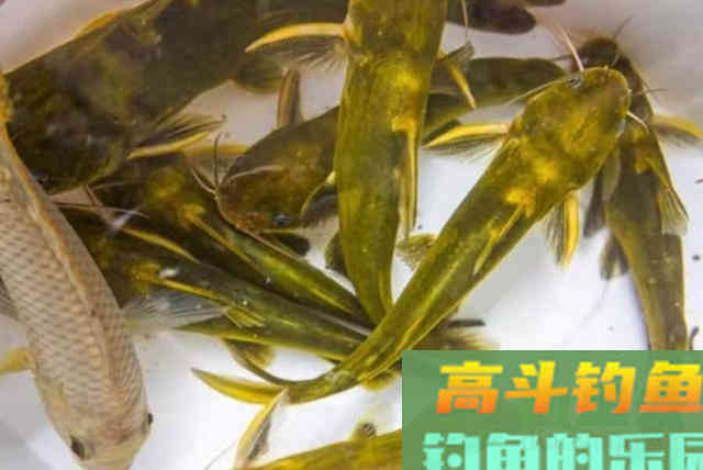 热天用这方法来对付黄骨鱼，隔三差五就想钓