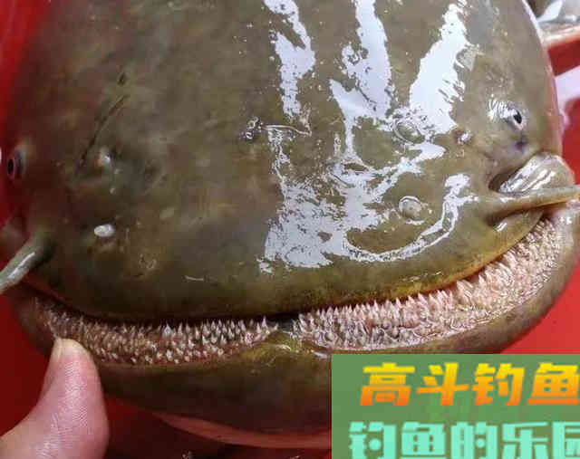 这6种鱼很容易认错，老钓手也经常犯浑