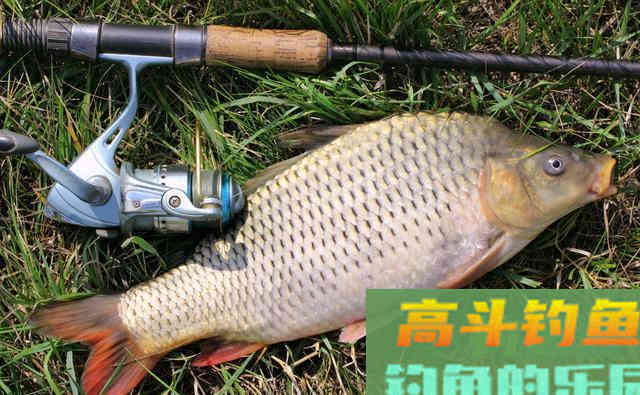 选择好钓具饵料及钓法,冬季大鲫鱼连竿上岸 选择好钓具饵料及钓法,冬季大鲫鱼连竿上岸