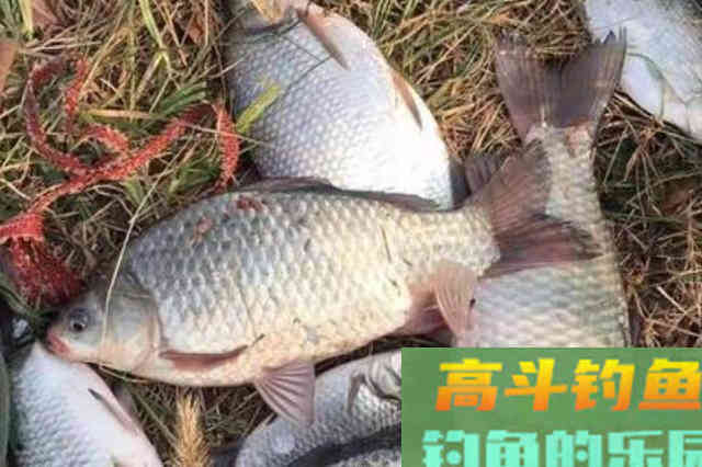 下雨时，一旦换用这鲫鱼钓法，中鱼率瞬间提高