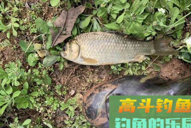 亮水草窝钓鱼，10米炮竿作钓鲫鱼，钓获30多条野生鲫鱼