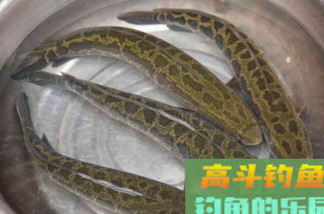 气温降后,黑鱼就不好钓?常用这三大绝招,秒变高手 气温降后,黑鱼就不好钓?常用这三大绝招,秒变高手