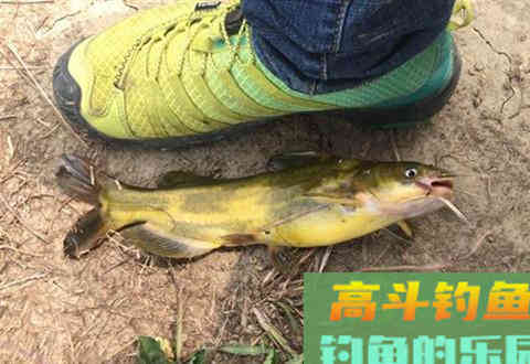 手竿野钓黄颡鱼应该注意那几个方面知识