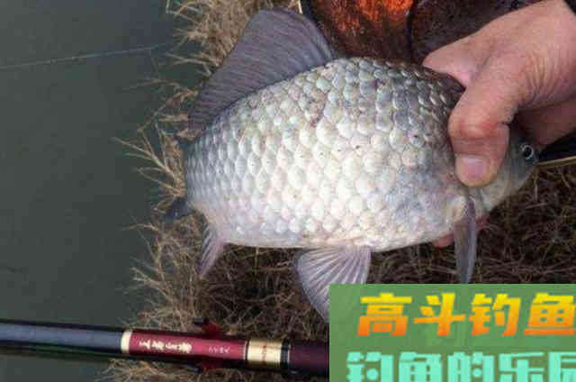 库钓板鲫我只用这三招,一周连钓六天都不够 库钓板鲫我只用这三招,一周连钓六天都不够