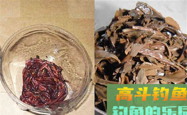 野钓秘方：秋天用蚯蚓钓鲫鱼，最好增加2个步骤