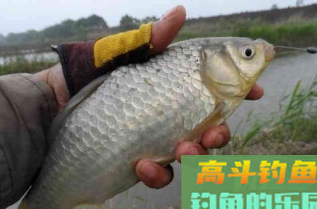秋天还想狂拔大板鲫？如果没用我这套路来钓