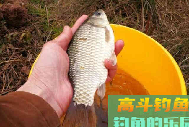 刚入冬，我就在饵料中加这东西，简单又方便