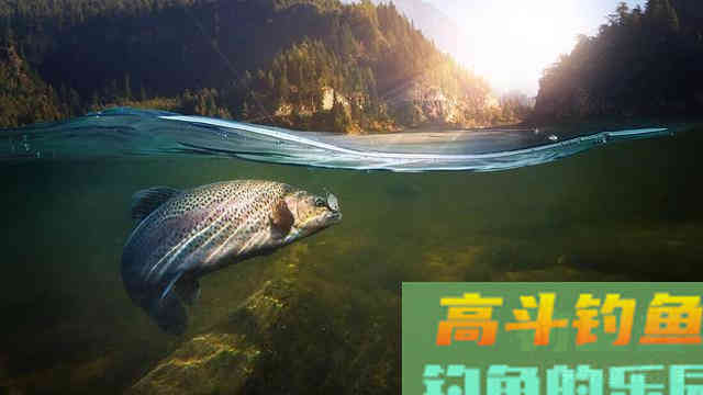 深入了解水深对鱼情的影响，详细释义它们间的关系