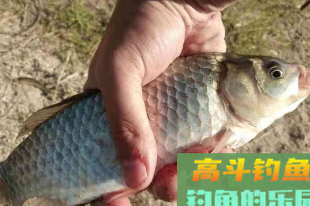 大板鲫最容易进窝的方法,天天钓都不腻 大板鲫最容易进窝的方法,天天钓都不腻