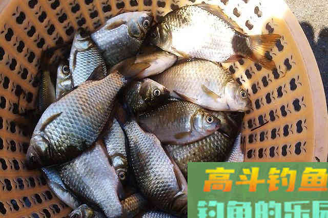 冬钓鲫鱼心得分享,掌握这些可提升渔获量 冬钓鲫鱼心得分享,掌握这些可提升渔获量