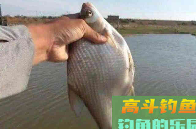 天热后，唯独这鳊鱼钓法才最霸气