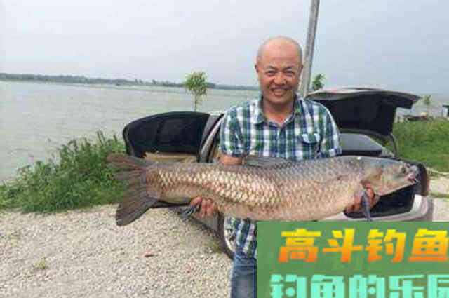 青鱼难钓到怀疑人生,无奈之下只好用这绝招 青鱼难钓到怀疑人生,无奈之下只好用这绝招