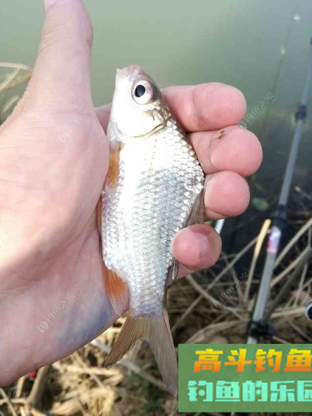 高背鲫即将狂口,野钓攻略分享 高背鲫即将狂口,野钓攻略分享
