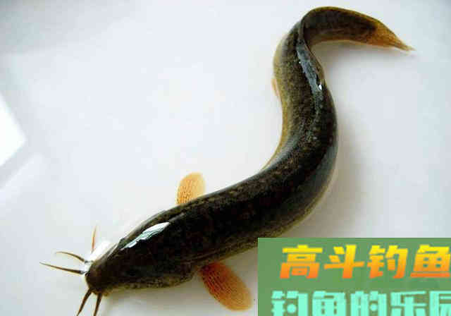 “泥鳅党”为何被钓友痛恨?深度解析缘由 “泥鳅党”为何被钓友痛恨?深度解析缘由