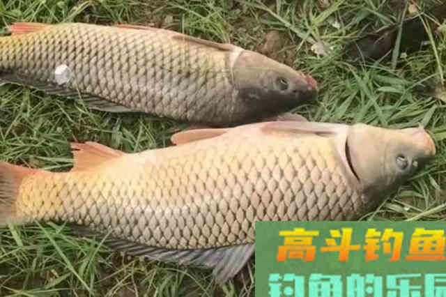 气温高，据说这鲤鱼钓法用一次爽一次