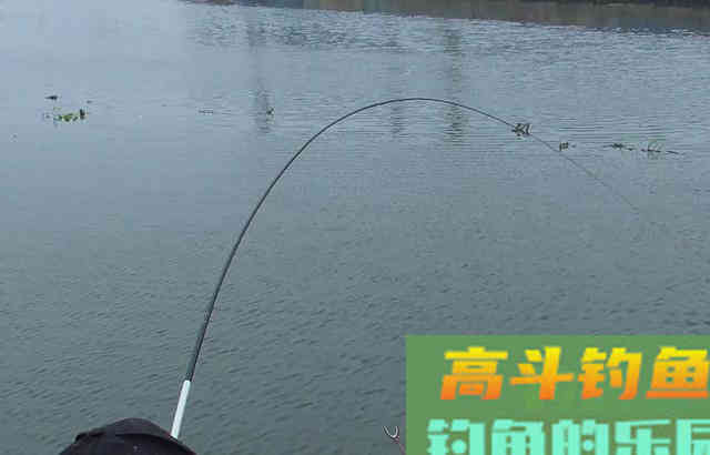 各种通用,简单,效果不错的钓草鱼方法 各种通用,简单,效果不错的钓草鱼方法