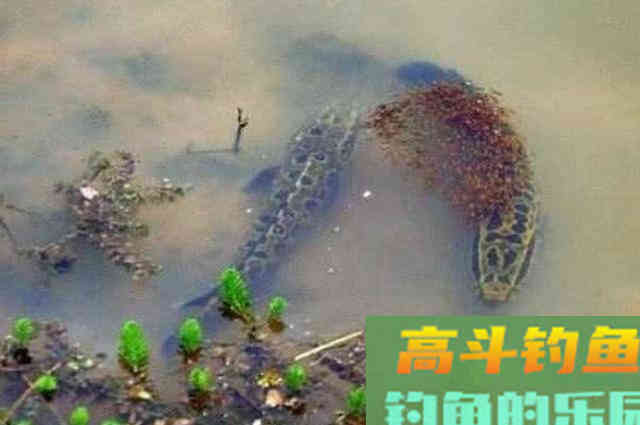 难怪鲤鱼再大都不想钓,自从我用了这黑鱼钓法 难怪鲤鱼再大都不想钓,自从我用了这黑鱼钓法