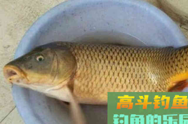 一提秋钓,我就这样对付大鲤鱼 一提秋钓,我就这样对付大鲤鱼