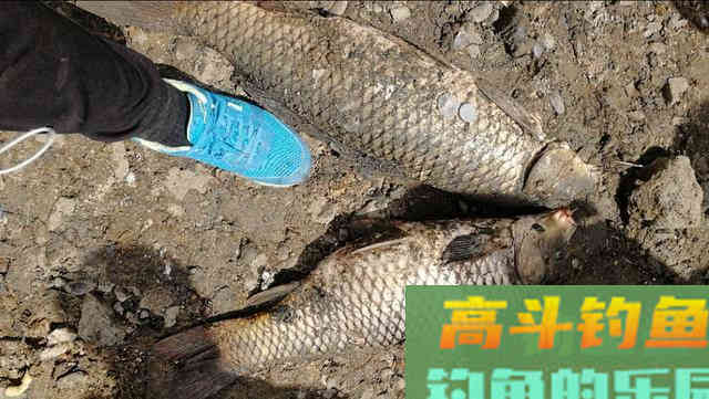 掌握这六大钓鲤技巧，外出垂钓再也不空军