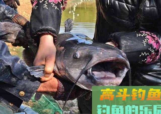 美国的叉尾鮰该如何垂钓?是否对本地鱼种构成威胁 美国的叉尾鮰该如何垂钓?是否对本地鱼种构成威胁