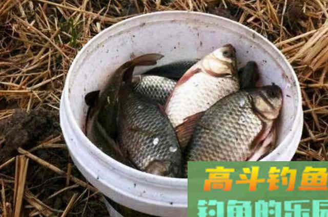 天冷后,钓大板鲫试试这3种特色钓法 天冷后,钓大板鲫试试这3种特色钓法